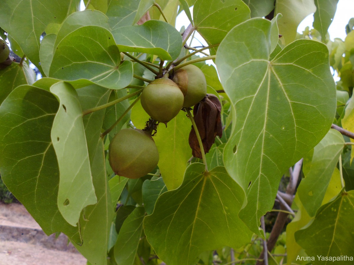 Thespesia populnea (L.) Sol. ex Corrêa